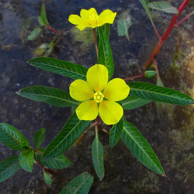 Chalily Primrose Creeper, a Great Live Pond Plant for Your Water Garden. Filters koi and Goldfish Ponds. Good for Bogs, Plant Shelf or Shallow Water This marginal Aquatic is a Real Beauty