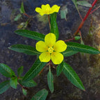 Chalily Primrose Creeper, a Great Live Pond Plant for Your Water Garden. Filters koi and Goldfish Ponds. Good for Bogs, Plant Shelf or Shallow Water This marginal Aquatic is a Real Beauty