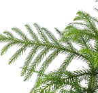 Norfolk 'Island Pine' | Live Plant for Indoor & Outdoor | House Plant Decor Size: 4" Pot