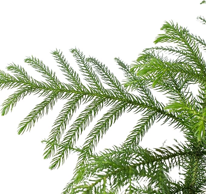Norfolk 'Island Pine' | Live Plant for Indoor & Outdoor | House Plant Decor Size: 4" Pot