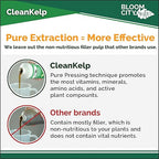 Bloom City Seaweed and Kelp Fertilizer – Liquid Seaweed Supplement for Stronger Roots, Faster Growth & Improved Stress Tolerance, 32 oz