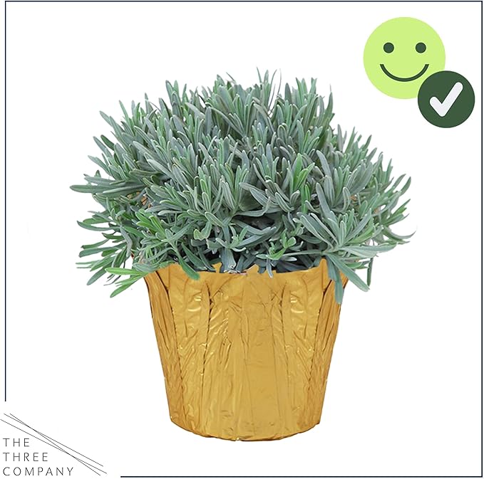 Live Aromatic and Healthy Herb - Lavender, Improves Sleep Quality, Wrapped in Deco Cover, 14" Tall by 6" Wide in 1.25 Quart Pot