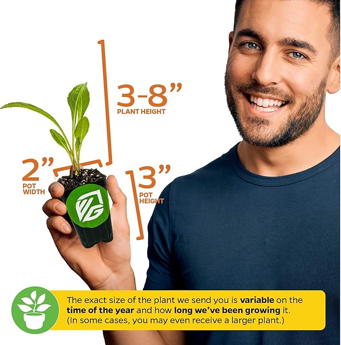 Longevity Spinach Live Plant - Gynura procumbens - Wellspring Gardens Nutrient-Rich Live Vegetable Plants - Vibrant & Healthy Plants, Easy to Grow & Maintain - Ideal for Outdoor & Indoor Planting