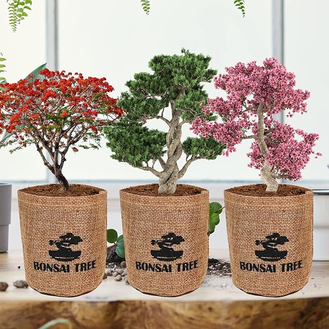 Bonsai Tree Kit with Complete Growing Starter Kit, Great Potted Growing DIY Gift for Adults