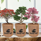 Bonsai Tree Kit with Complete Growing Starter Kit, Great Potted Growing DIY Gift for Adults