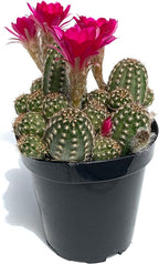 Rose Quartz Peanut Cactus Chamaelobivia Live Potted Cactus