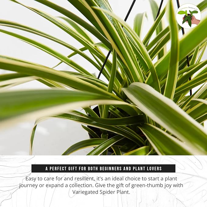 California Tropicals Variegated Spider Plant - Real Live Tropical Houseplant, Perfect for Indoor/Outdoor Home and Office Decoration, Easy Care, Perfect for Pots, Baskets or Patio - 4 Inch