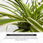 California Tropicals Variegated Spider Plant - Real Live Tropical Houseplant, Perfect for Indoor/Outdoor Home and Office Decoration, Easy Care, Perfect for Pots, Baskets or Patio - 4 Inch