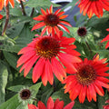 3 Live Red Echinacea Coneflower Starter Perennial Plants. Loves Sun. Easy to Grow