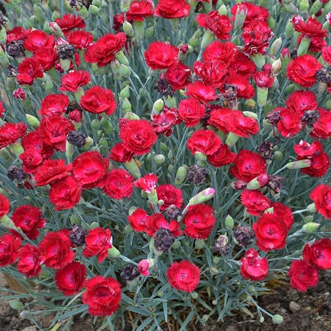 RedCrocus Dianthus 'Paint The Town Red'- Sweet William, Fragrant Border Flower, Pollinator Attractor, Easy Care, Container Plant, Pet Safe, Summer Blooms 1 Quart (Pack of 2)