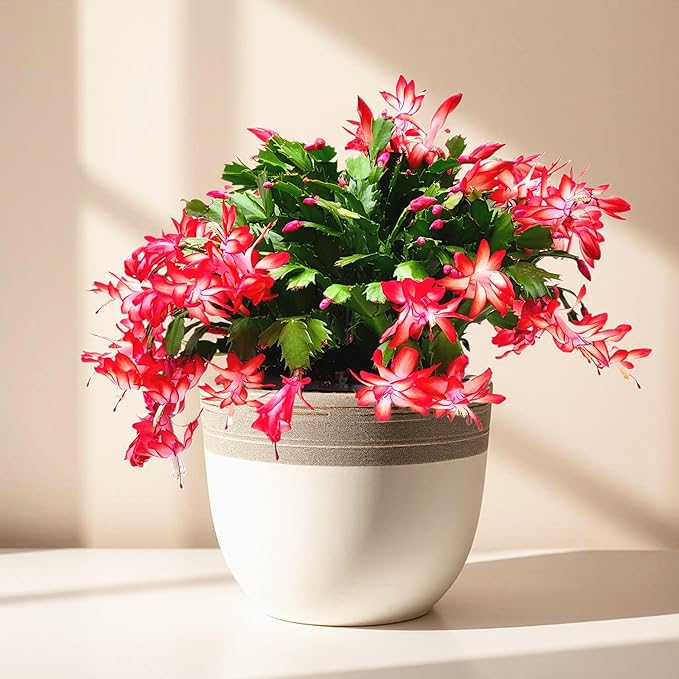 Thanksgiving Cactus, Red Seasonal Blooms, Live Indoor Plant, Flowering Houseplant, Christmas Cactus, 8-Inch Hanging Basket, Holiday Decor, Pet Safe, Free Heat Pack