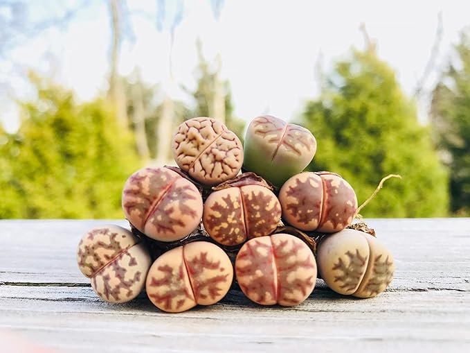 Pack of 3 Live Lithops Dorotheae Mix Exotic Living Stone Plant (Small)