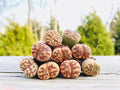 Pack of 3 Live Lithops Dorotheae Mix Exotic Living Stone Plant (Small)