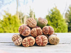 Pack of 3 Live Lithops Dorotheae Mix Exotic Living Stone Plant (Small)