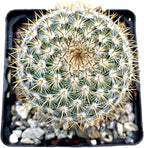 Fat Plants San Diego Mini Cactus Plants in Plastic Planters