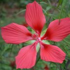 Chalily Water Hibiscus, a Great Live Pond Plant for Your Water Garden. Filters koi and Goldfish Ponds. Good for Bogs, Plant Shelf or Shallow Water This marginal Aquatic is a Real Beauty