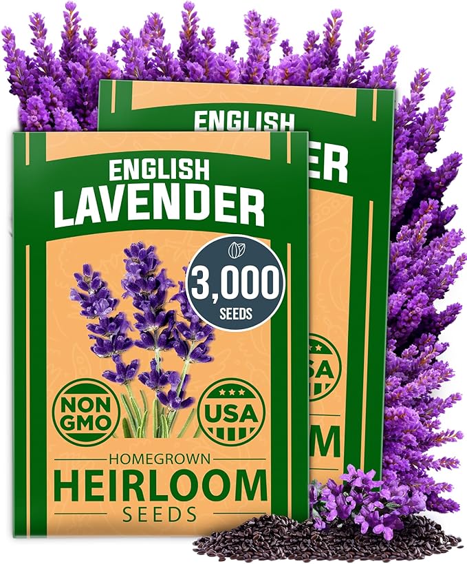 HOME GROWN Non GMO English Lavender Seeds 3,000+ Wildflower Seed for Planting Indoor/Outdoor, High Germination, Plant Flower Seeds (Lavandula antustifolia)