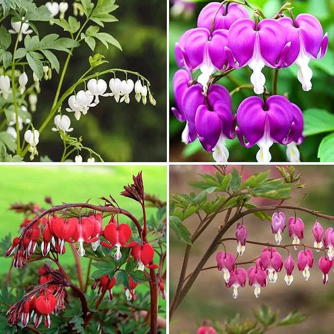 100pcs Dicentra Spectabilis Seeds for Planting, Non-GMO Heirloom Bleeding Heart Flower Seeds, Rare Blooms Flowers Attracts Pollinators for Garden Home Outdoors