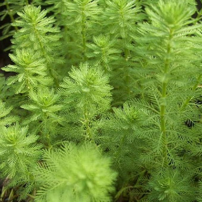 Chalily Parrot’s Feather, a Great Live Pond Plant for Your Water Garden. Filters The koi and Goldfish Pond. Good for Bogs, Plant Shelf or Shallow Water This marginal Aquatic is a Real Beauty