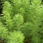 Chalily Parrot’s Feather, a Great Live Pond Plant for Your Water Garden. Filters The koi and Goldfish Pond. Good for Bogs, Plant Shelf or Shallow Water This marginal Aquatic is a Real Beauty