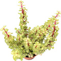 Sprout N Green Variegated Elephant Bush, Portulacaria afra 'Variegata' Live Succulent Plant Fully Rooted in 4" Pots with Soil Mix, Houseplant for Indoor Outdoor Home Office Decor