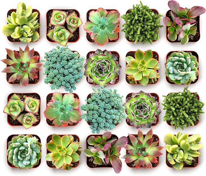 Shop Succulents Spring Beauties Bulk Succulent Plant Pack – Live Mini Succulent Plants, Bright Colorful Mix, Easy Care Houseplants – Gardening, Terrariums, Gifts & Party Favors, 2" Pots