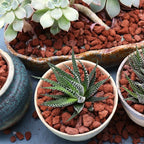 Volcanic Rock for Plants. Red Color Lava Rock. 1/5 Inch - 10 lbs for Potting Succulents, Pots, Plants, Gardening, Indoor, Crafting, Vase Fillers