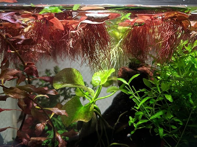 Red Root Floaters Live Plant, Floating Plants for Aquarium Surface Shade, Easy Care for Freshwater Fish Tanks and Ponds 1-2 Ounce Portion