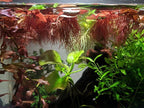 Red Root Floaters Live Plant, Floating Plants for Aquarium Surface Shade, Easy Care for Freshwater Fish Tanks and Ponds 1-2 Ounce Portion