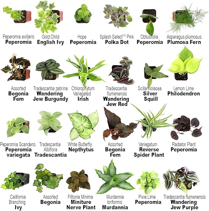 Altman Plants and Easy to Grow Live Indoor Houseplants Bundle (18 Plants)
