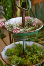 Tillandsia Air Plants Live Indoor Plants (100 Pack), Air Plants Bulk Party Favors or Wedding Favors Live Plants, Air Plant Lover Gifts, DIY Terrarium Kit, Air Succulents Plants Live by Plants for Pets