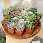 Succulents Plants Live (20PK) Potted Succulent Plants Live House Plants, Cactus Plants Live Plants Indoor Plants Live Houseplants, Indoor Plant Succulents Live Plant House Plant by Plants for Pets