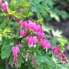 100pcs Dicentra Spectabilis Seeds for Planting, Non-GMO Heirloom Bleeding Heart Flower Seeds, Rare Blooms Flowers Attracts Pollinators for Garden Home Outdoors