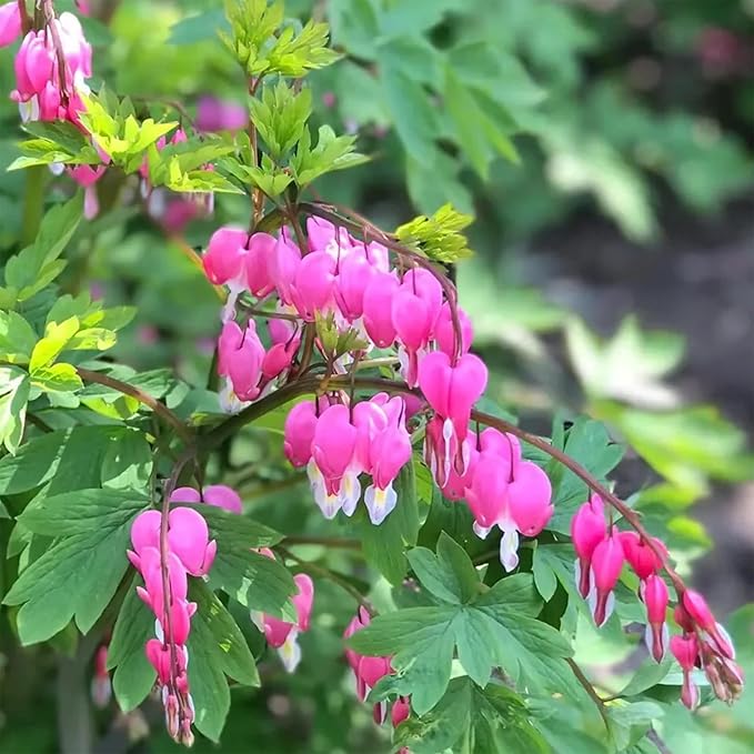 100pcs Dicentra Spectabilis Seeds for Planting, Non-GMO Heirloom Bleeding Heart Flower Seeds, Rare Blooms Flowers Attracts Pollinators for Garden Home Outdoors