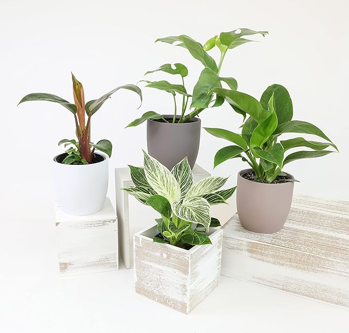 Real Philodendron Plant Variety Pack (Includes 4 Live Plants) in 4.25" Grower Pots, Easy to Grow Air Purifying Philodendrons, Seasonal Surprise Box, Easy & Popular Houseplants by Plants for Pets
