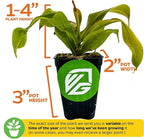St. Gaya Pitcher Plant - Carnivorous Nepenthes by Wellspring Gardens - Unique Pitchers, Easy-Care, Indoor Plant, Striking Housplant - Fascinating Carnivorous - Starter Plant Aquatic Plant
