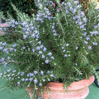 Chef's Choice Rosemary (2.5 Quart) Fragrant Evergreen Cooking Herb/Shrub - Full Sun Live Outdoor Plant