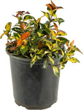American Plant Exchange Summer Sunset Jasmine – 6-Inch with Pot – Live Fragrant Flowering Vine, Easy Care Plant for Home, Garden, Patio, or Balcony Decor