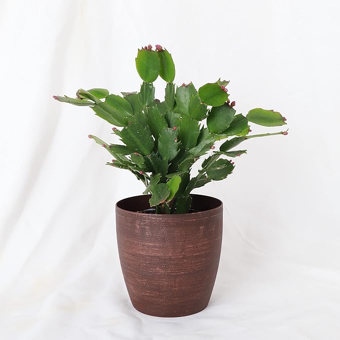 Thorsen's Greenhouse Holiday Cactus, Christmas Cactus, Live Indoor Plant, Pet Safe, 4" Diameter Pot, Classic Pot Cover (Copper)