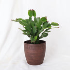 Thorsen's Greenhouse Holiday Cactus, Christmas Cactus, Live Indoor Plant, Pet Safe, 4" Diameter Pot, Classic Pot Cover (Copper)