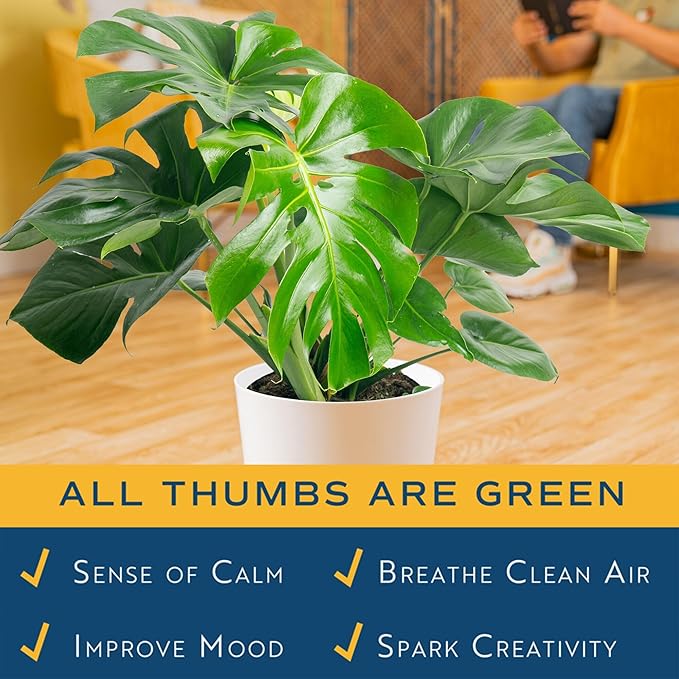 Costa Farms Monstera, Swiss Cheese Plant Live Plants in Decorative Pot,Large Indoor Houseplant, Perfect for Home, Room, or Office Decor, Great House Warming or Birthday Gift, 2-3 Feet Tall, Pack of 2