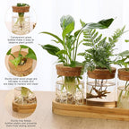 3Pcs Propagation Stations, Plant Terrarium with Lid and Wooden Stand,Desktop Glass Planter Hydroponics Vase,Home Office Living Room Decor Gifts