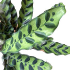 Calathea Lancifolia 'Rattlesnake' in 4" Pot - Calathea Live Plant - Rattlesnake Live Plant - Best Air Purifying Plant - CA Seller