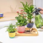 Selamica Ceramic Succulent Pots, 4.6 Inch Small Plant Pots with Drainage Holes & Saucers, Succulent Planters for Indoor Plants Cactus, Home Decor, Set of 6, Assorted Colors