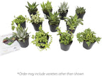 Altman Plants, Assorted Succulents Plants Live Houseplants (12PK), Succulent Plants Home Office Plants Live Indoor Plants, Live Plants Indoor House Plants, Easy Care Plants, Desk Plants Kitchen Plants