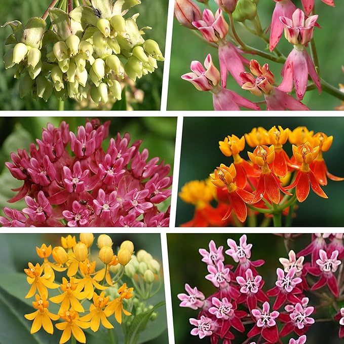 720+Mix Milkweed Seeds for Monarch Butterflies - 6 Individual Varieties Perennial Wildflower Colorful Pollinator Garden (Each pack120+ Seeds)., Easy to Grow for Backyard & More (Mix Milkweed Seeds)