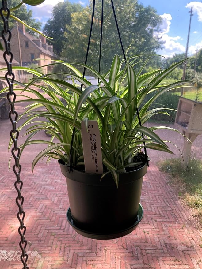 RedCrocus Spider Plant- Chlorophytum comosum Indoor Houseplant, Low Maintenance, Air Purifying, Pet-Safe Variegated Green & White Foliage, Perfect for Office or Home Decor 8" Hanging Baske