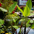 Red Stem Canna a Great Live Pond Plant for Your Water Garden. Filters koi and Goldfish Ponds. Good for Bogs, Plant Shelf or Shallow Water This marginal Aquatic is a Real Beauty