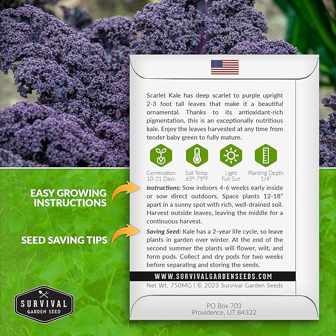 Scarlet Kale Seeds for Planting – Heirloom Purple Kale – Cold Hardy for Fall & Spring Vegetable Gardens – Crimson-Red Curly Leaves, Edible Garden Greens – Survival Garden Seeds (5 Packs)