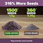 HOME GROWN Non GMO English Lavender Seeds 1,500+ Wildflower Seed for Planting Indoor/Outdoor, High Germination, Plant Flower Seeds (Lavandula antustifolia)